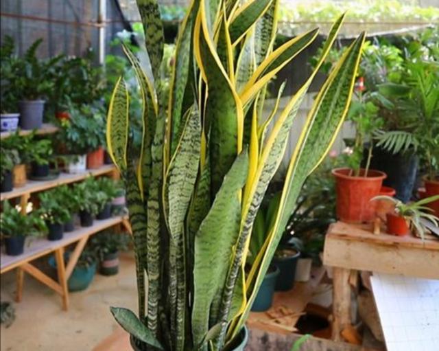 养虎皮兰，别只浇水，定期补上1种肥，新芽长满盆