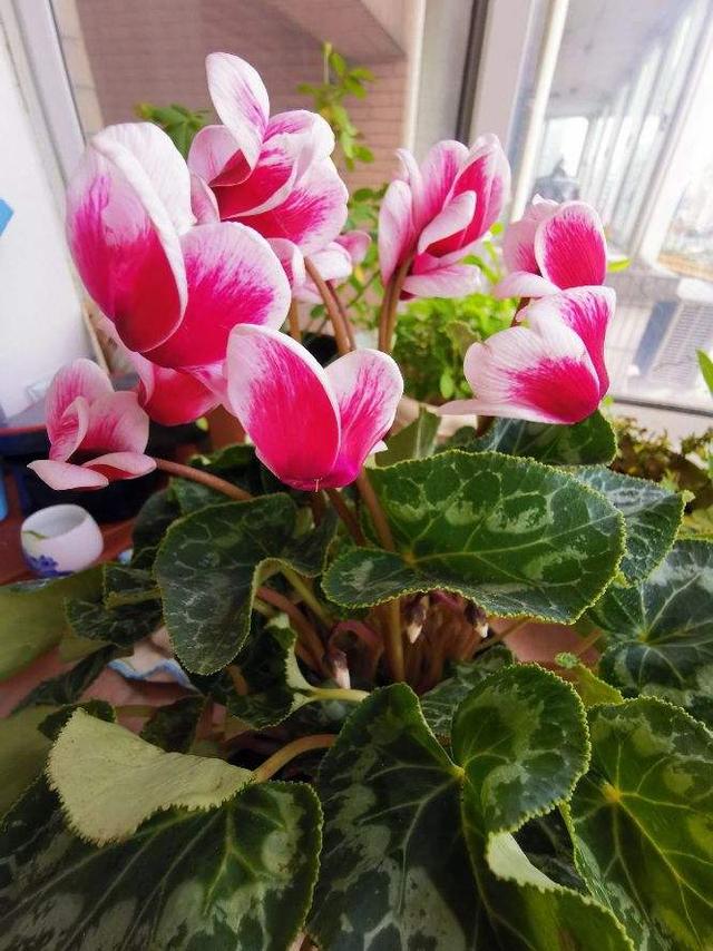 绿萝仙客来，冬天容易黄叶，剪对了还能重现生机