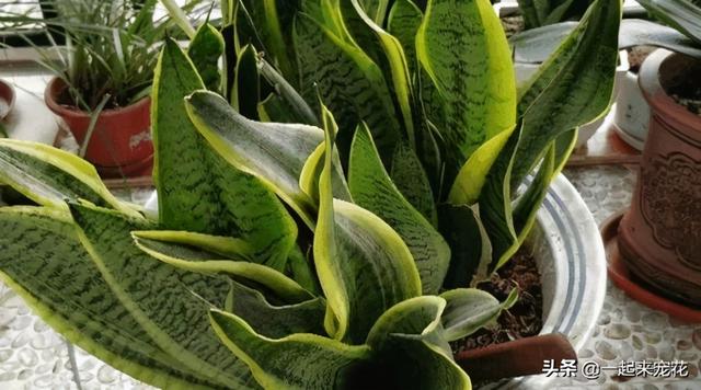 养花浇水有讲究，3个坏习惯得改掉，不然土壤板结，啥花都养不好