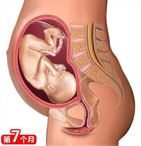 「你的育儿经」怀孕12周做b超为什么胎儿不动？有两种情况，附胎动时间和位置