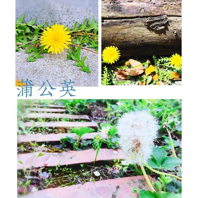 你的育儿经：最美四月天 海安市长江路幼儿园在等你