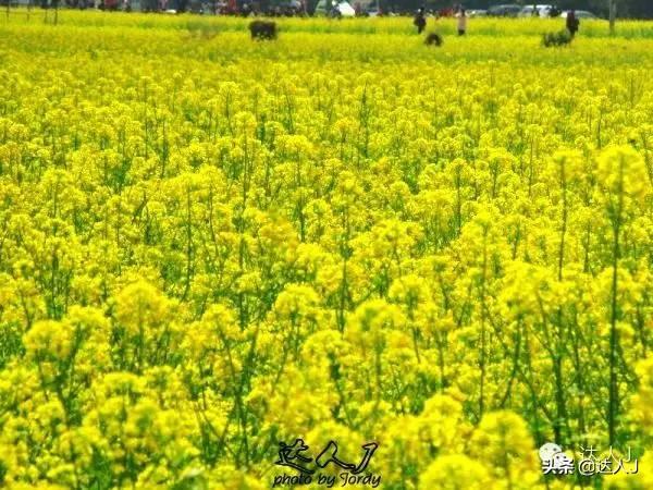 [世界那么大]#唤醒好春光#这次，我要去婺源感受不一样的油菜花世界