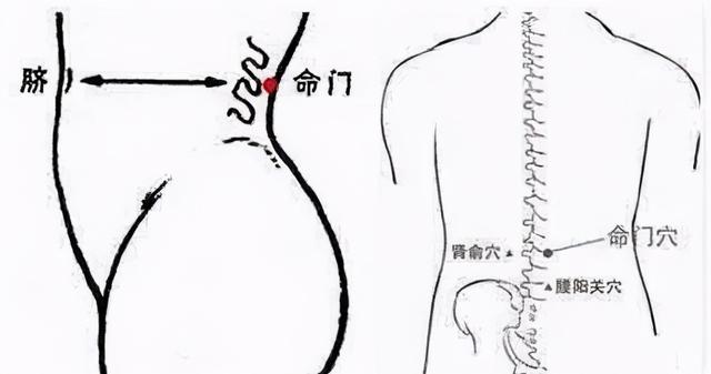 肚子上的四大要穴——气海、关元、神阙、命门