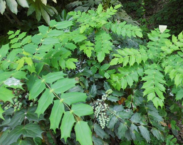 4种大型观赏花，过年养在家里年味足，一根枝上全是花