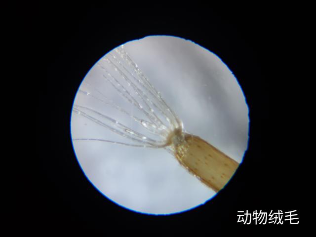【你的育儿经】小米有品黑科技，120X无极变倍，六一儿童节给孩子大礼物