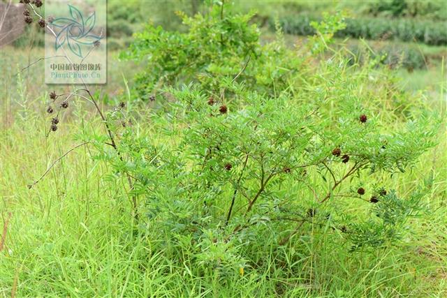 神农本草图经，薯蓣 菊花 甘草 人参 石斛 石龙芮