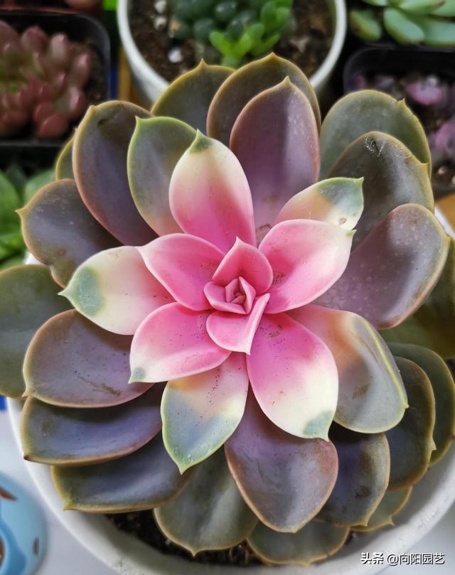 这种多肉带锦，实际是“假锦”，价格贵养不活，谁买谁吃亏