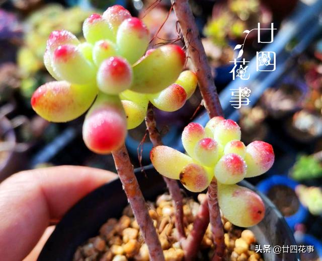 入冬养多肉，切记“1看、1多、1少”，美艳多汁，胖成肉球