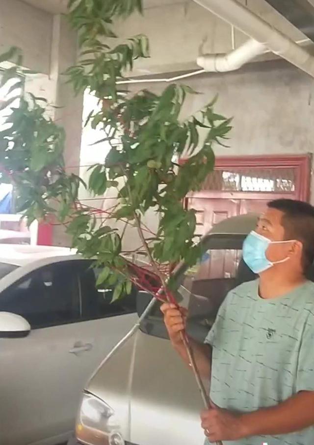 超幸福一家|“最憨厚爸爸”扛着桃枝，来医院迎接宝宝回家，网友：果然是亲爹