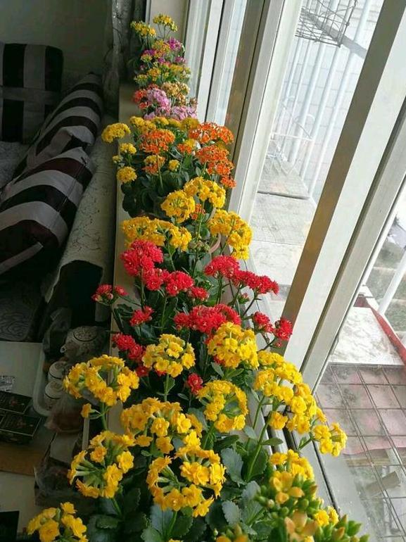 没暖气，忒冷？养花别着急，3个窍门教你，零下20度也不挨冻