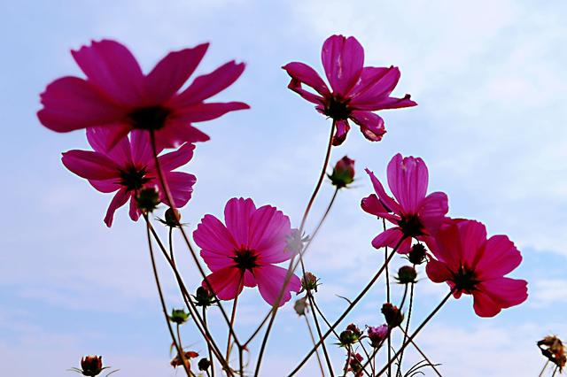 格桑花，美好时光，幸福花