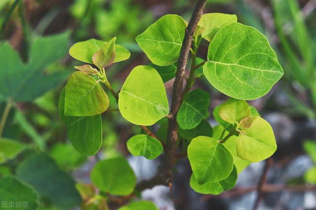 花草若有5种症状，或暗示你：根系已经“伤痕累累”