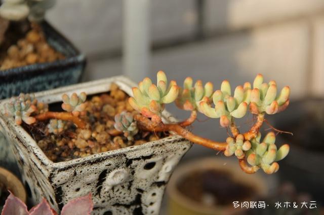 有朋自远方来，拔叶子乎