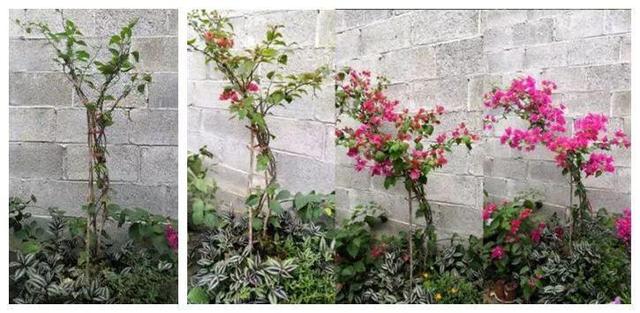 长寿花|这花就得饿着养，盆小水少，叶子越剪长得越旺！