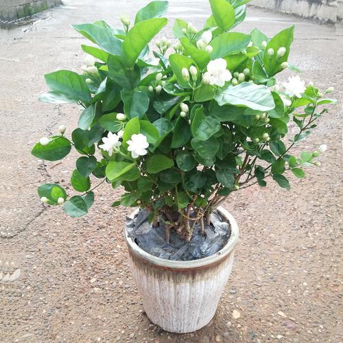 养这些植物，下雨了甭急着往屋里搬！淋雨反而好处多多