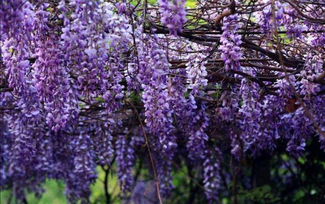 3,紫藤花
