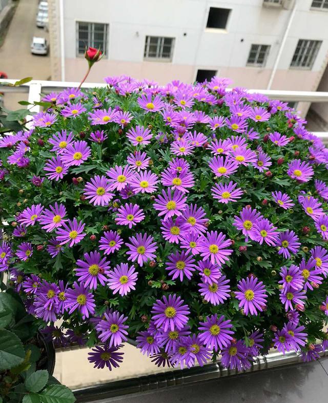 阳台养这种盆栽草花，全年都有花看，养护简单，新手花友也适合