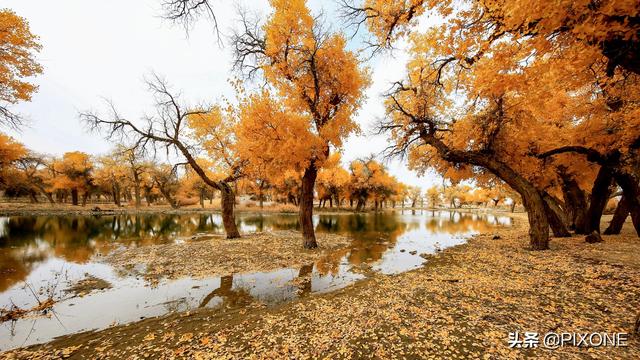 「旅行百事通」远古胡杨沧桑千年，邂逅大漠胡杨，遇见人间秘境