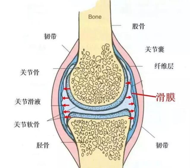 关节腔|骨科专家详解滑膜炎的诊治与预防归纳