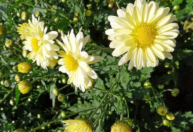 神农本草图经，薯蓣 菊花 甘草 人参 石斛 石龙芮