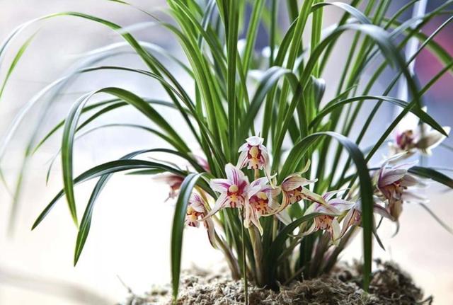 3种耐寒花，冬天养很省心，开花香喷喷寓意好