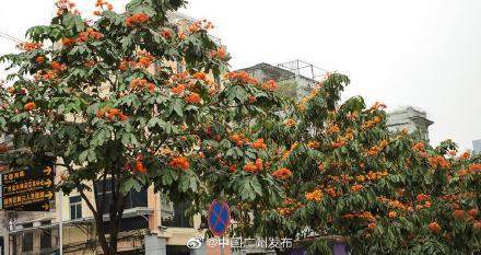 广州|一树繁花！广州无忧树金灿灿的好靓啊