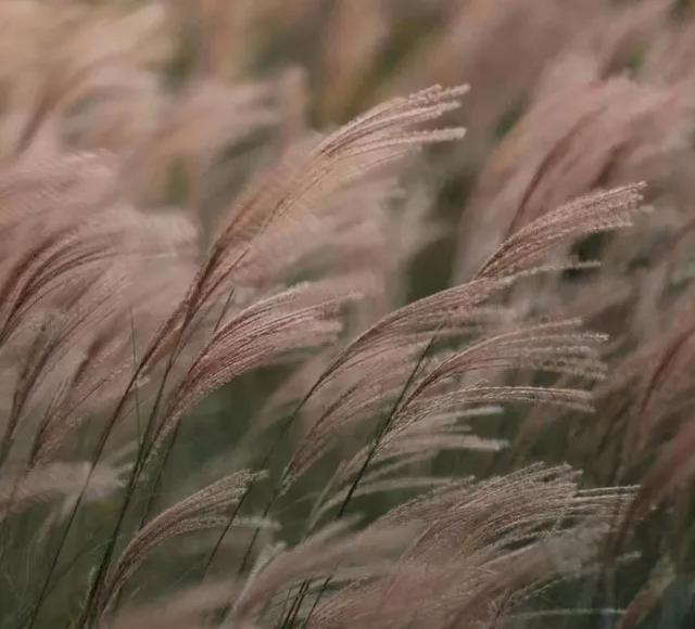 地被花卉篇——雨水花园里的植物们