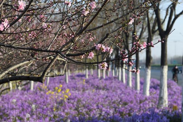 【旅行百事通】阳春三月花盛开 又是一年春好时
