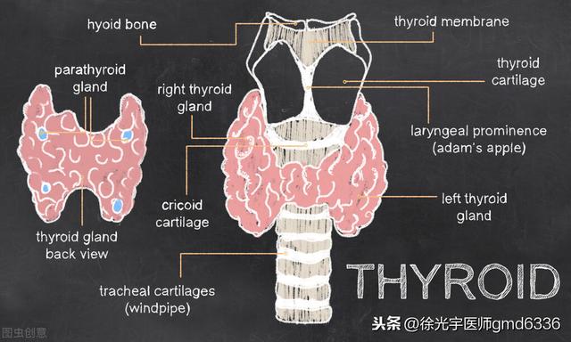 得了桥本氏甲状腺炎，如何避免导致永久性甲减？