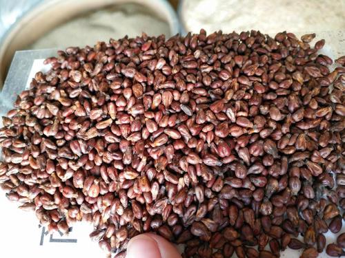 被捧上天的5种养生保健品，根本不保健，别当“冤大头”了