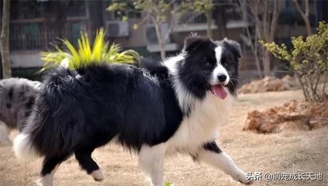【你的育儿经】怀孕可以养狗，但是最好不要养下面这几种狗，养了的也要多注意