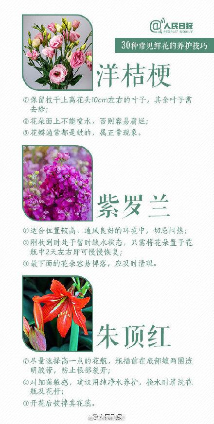 根部|30种入门级鲜花养护技巧