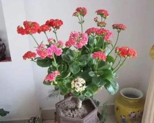 长寿花“嫁接”开花多，几个“关键点”要注意，否则后期问题多