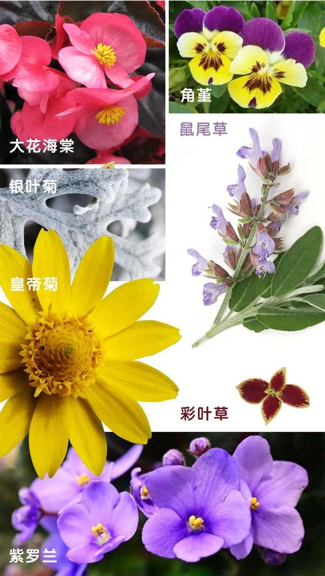 花坛|花花的世界，你可知道谁是谁？