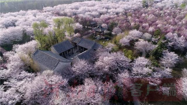 #世界那么大#鄢陵万余棵樱花争相绽放 如云似雪