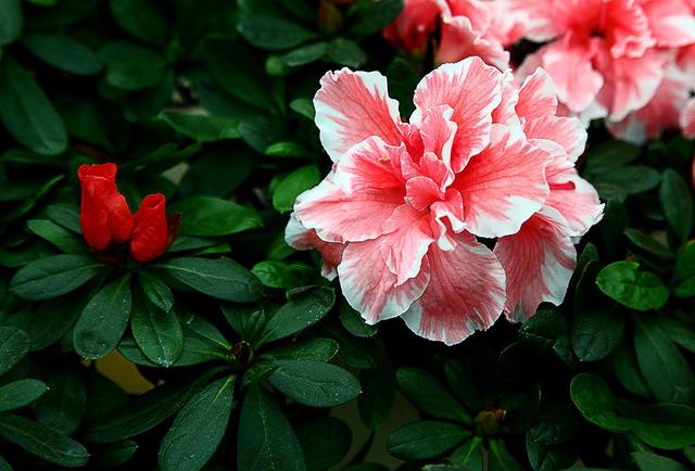 养护杜鹃花，掌握几个关键点，叶片油绿，开花满枝头