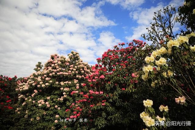[旅行百事通]中国最大最美的高山杜鹃，没有之一（原创）@头条摄影