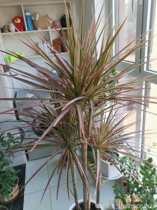 15种镇宅花，家里摆一盆，镇宅旺运超霸气