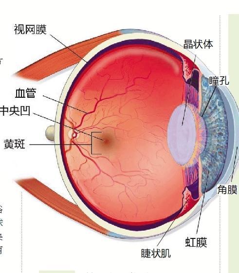 近视|科学汇 | 视力保健很重要，但你真的了解眼睛吗，为啥学生更容易近视