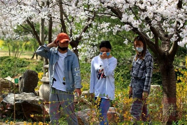 #世界那么大#鄢陵万余棵樱花争相绽放 如云似雪