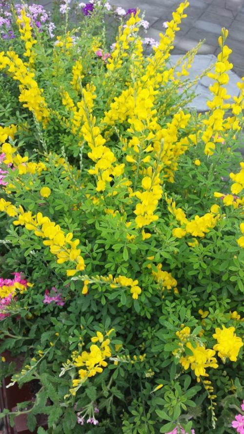 匍匐生长的金雀花，开花金灿灿极耀眼，记住这几点开得旺