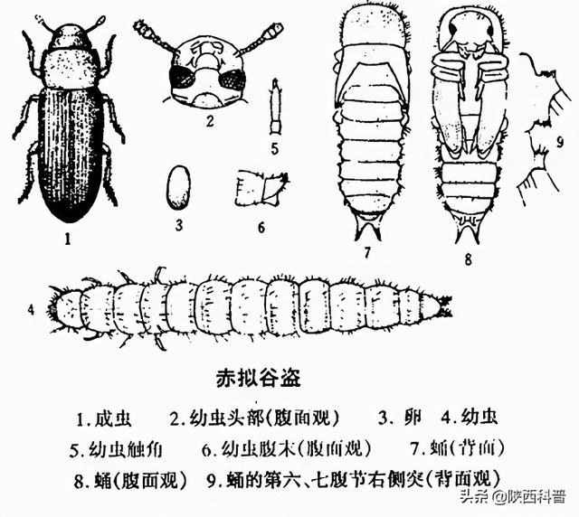 米面里的虫子是哪来的？生虫的米面还能不能吃？