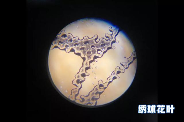你的育儿经■让孩子放下手机看世界,风靡全日本主妇的方法
