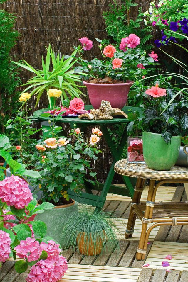 养花达人家花草不生病的秘密，都藏在这4个好习惯里