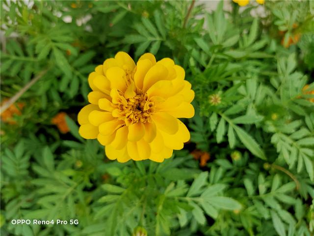 防抖升级 夜拍更强 OPPO Reno4 Pro 快速上手