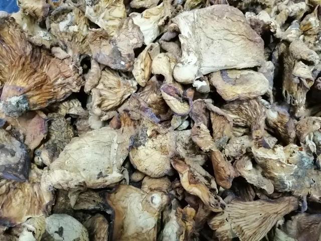 蘑菇|野生食物味道鲜美，但绝对不能贪嘴