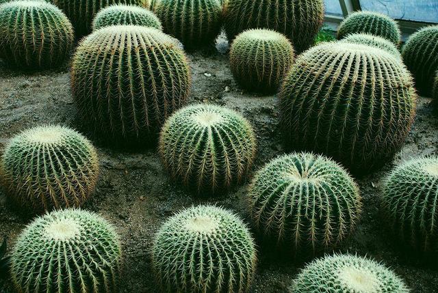 虽然仙人球不喜水，但平日也不能少了营养肥，来点啤酒水就能满足