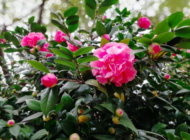 把磷酸二氢钾当作促花“神药”，要注意这几点，否则浇完只剩空盆