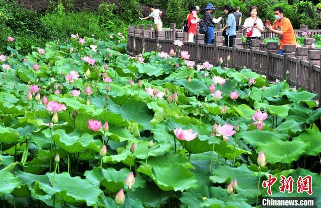 中国新闻网福州公园荷塘美景引游人