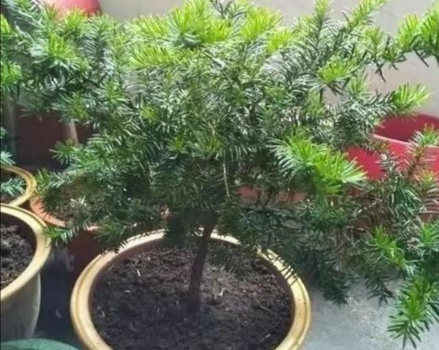 家中养殖红豆杉，做好4个关键点，植株长势茂盛